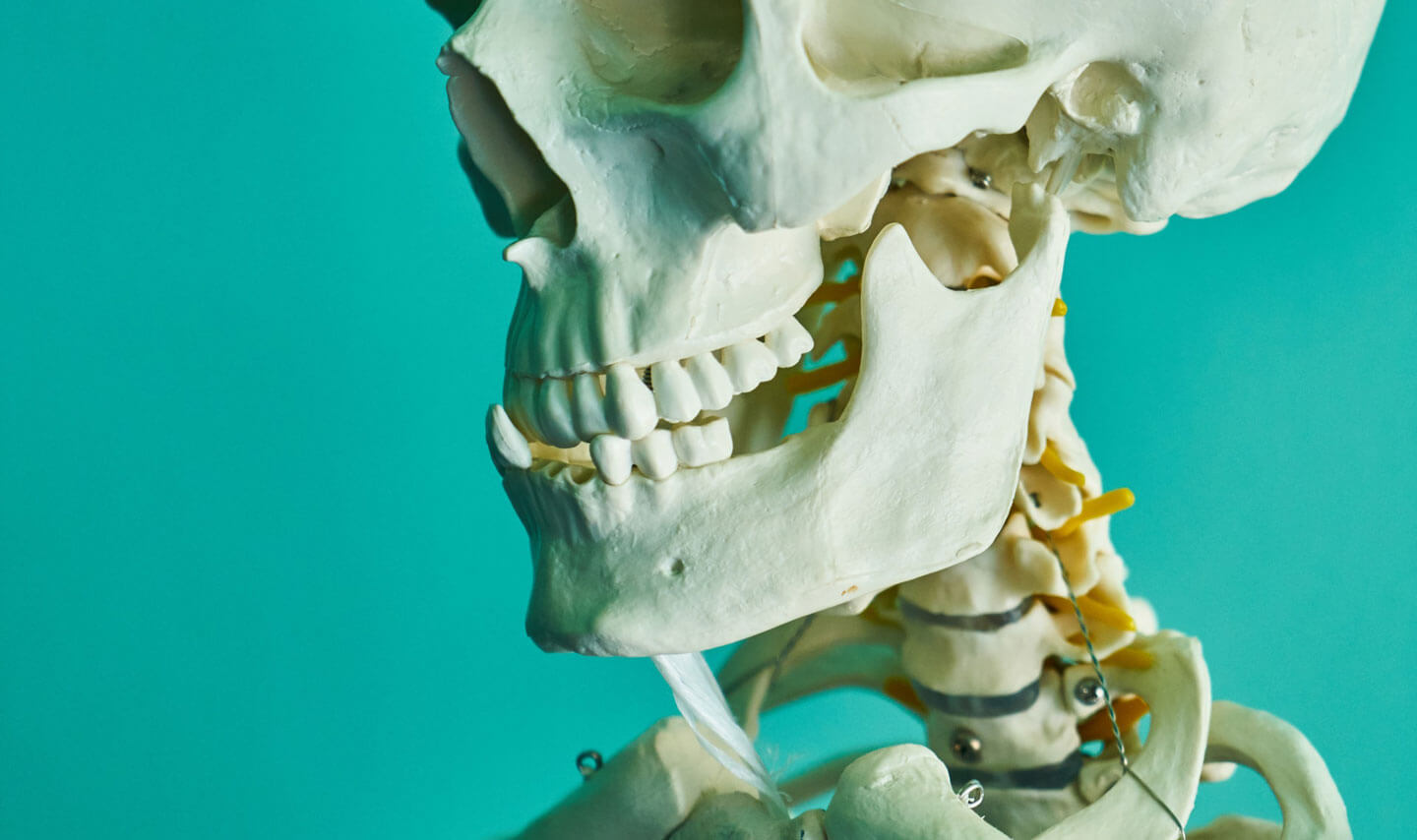 anatomy-biology-bones-2672630